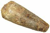 Fossil Spinosaurus Tooth - Real Dinosaur Tooth #329611-1